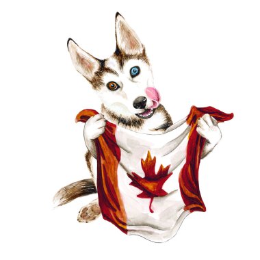 Köpek ırkı Husky kanada bayrağı tutuyor. Toronto. Beyaz arka planda izole edilmiş. Siyaset. Köpek yavrusu