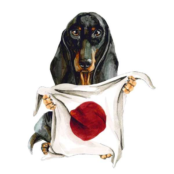 Pies rasy jamnik trzyma w rękach japońskiej flagi. Japonia Tokio. Izolowane — Zdjęcie stockowe