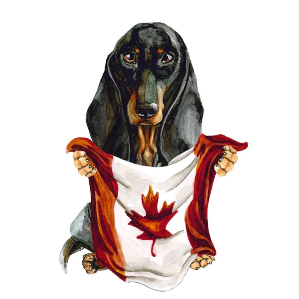 Perro de raza dachshund con bandera de Canadá. Toronto. Aislado sobre fondo blanco. Política . Imágenes de stock libres de derechos