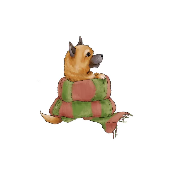 En liten Spitz hund är insvept i en scarf. Söt illustration isolerad på vit bakgrund. — Stockfoto