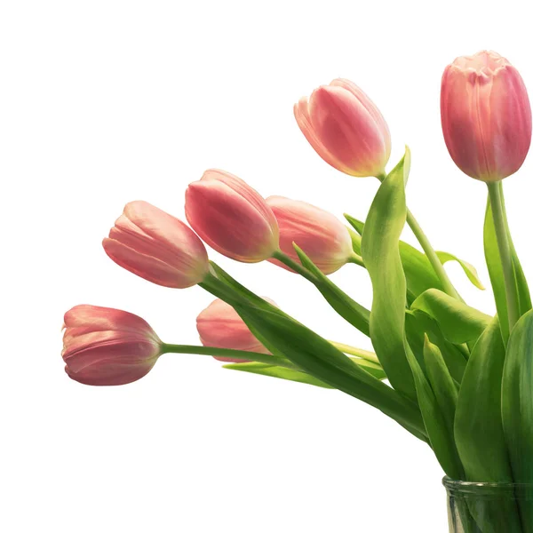 Tulipanes Aislados Sobre Fondo Blanco Captura Estudio — Foto de Stock
