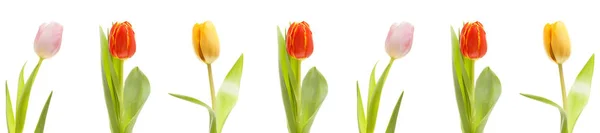 Colourful Tulips Isolated White Background — Stock Photo, Image