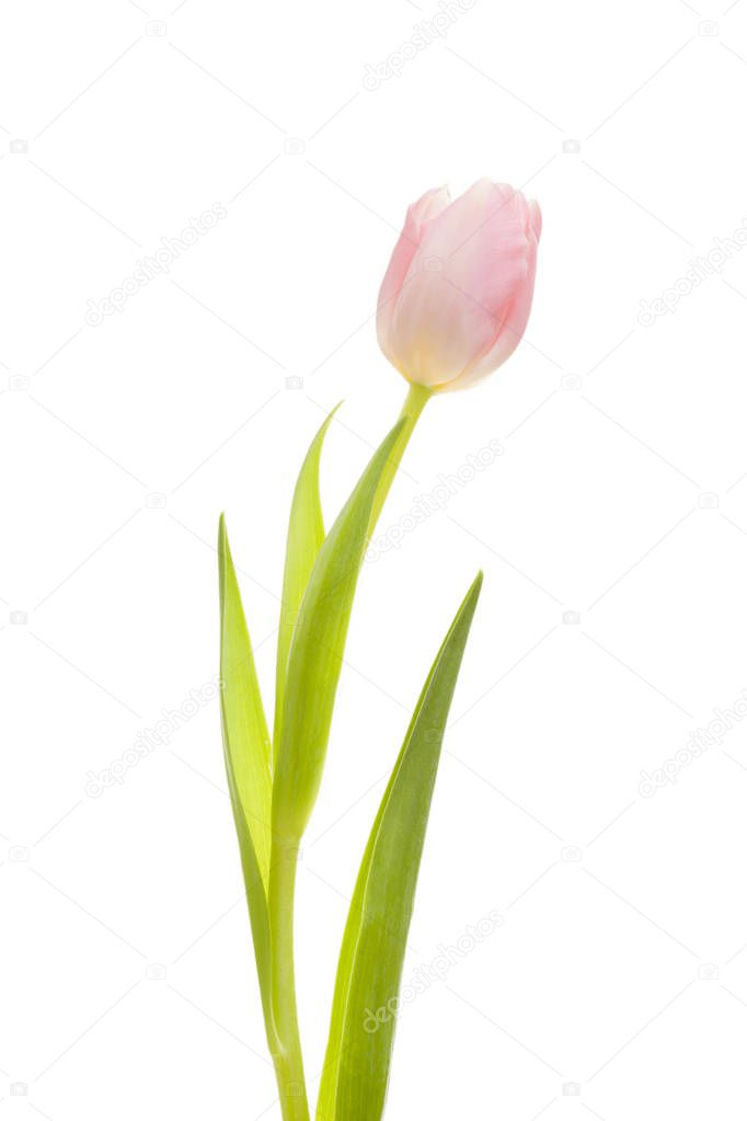 Purple tulip isolated on white background.