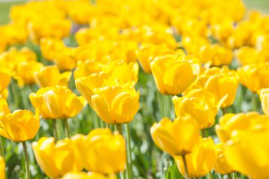 Bahçedeki sarı laleler.