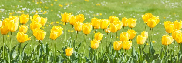 Желтые Тюльпаны Саду — стоковое фото