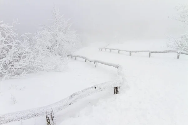 Paysages Hivernaux Avec Neige Arbres Gelés — Photo