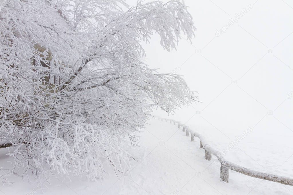 Winter scenery with snow and frost covered trees.