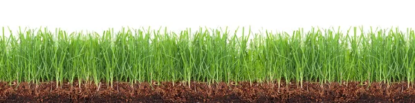 Beyaz arka plan üzerinde izole bir yeşil çayır kesiti