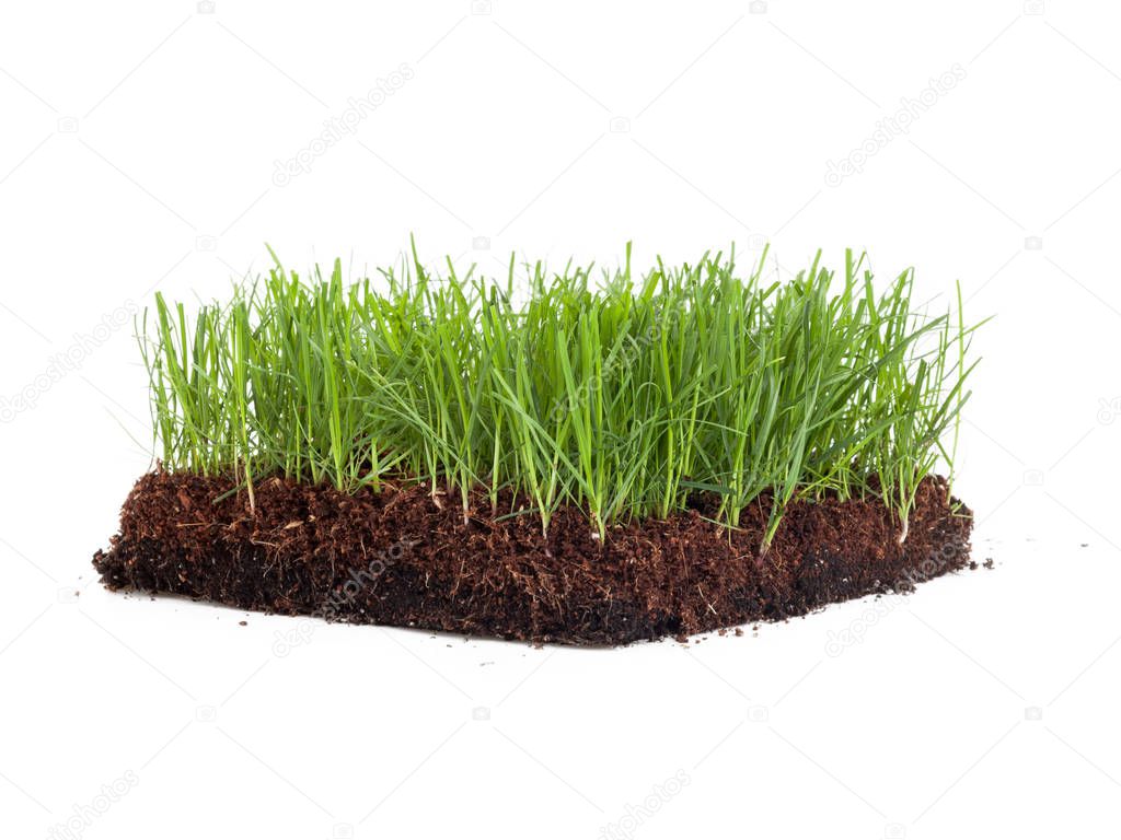 Cross-section of a green meadow isolated on white background