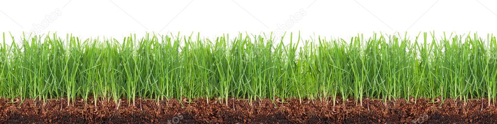 Cross-section of a green meadow isolated on white background