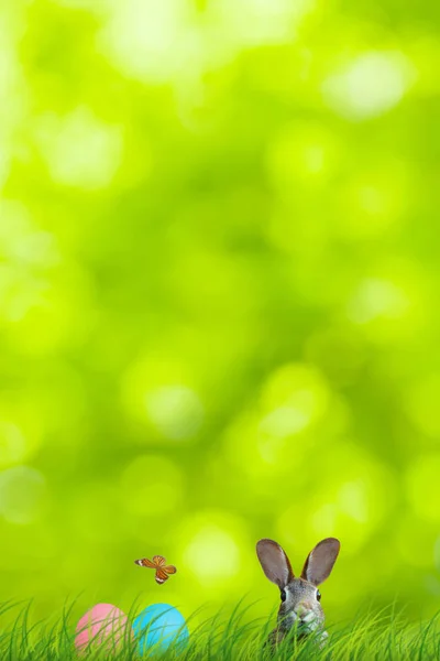 Conejo de Pascua y huevos de Pascua escondidos en una colorida escena natural — Foto de Stock