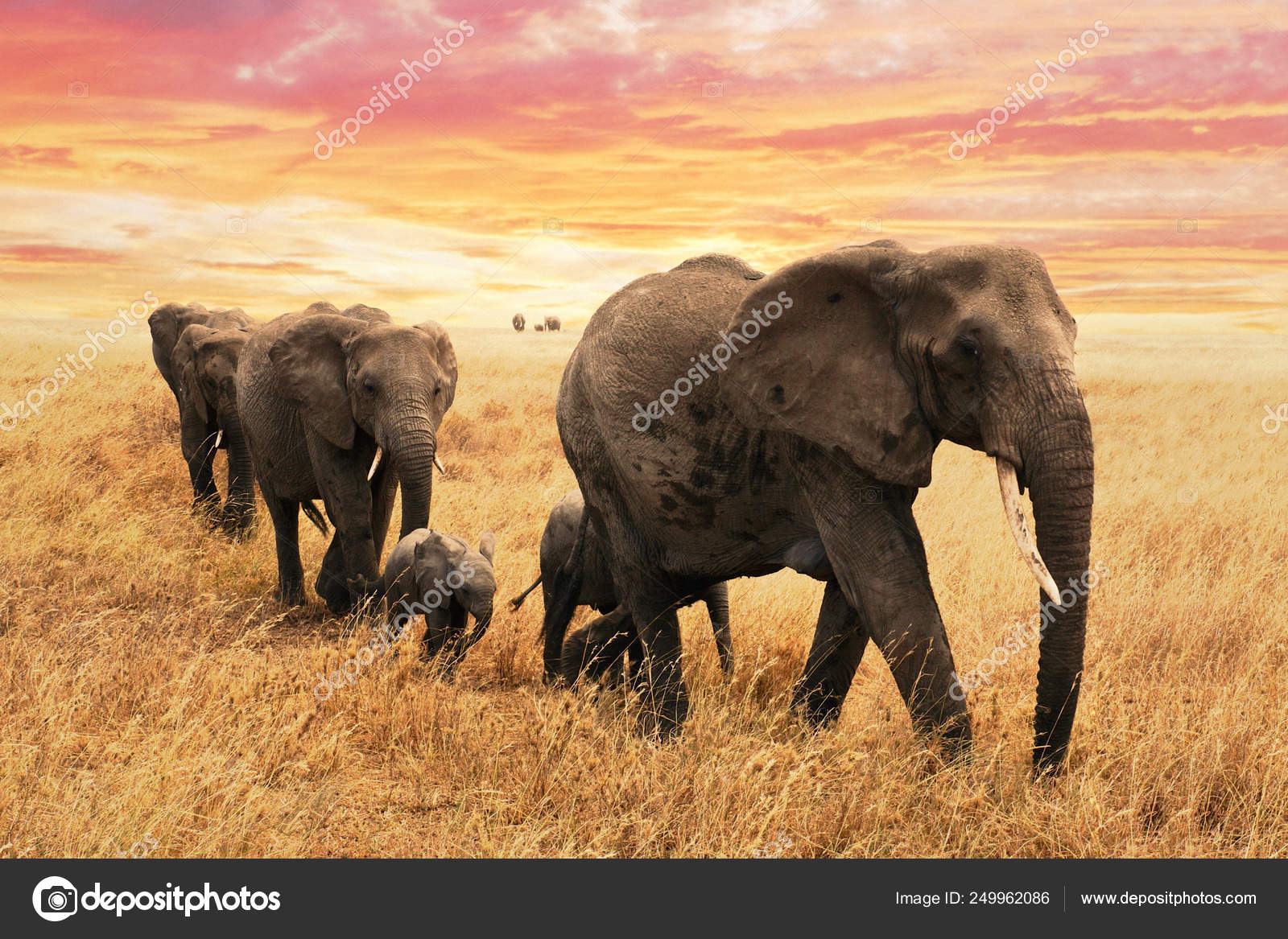 有名なアフリカの動物の夕日のシルエット ストック写真 C Teamdaf 有名なアフリカの動物の夕日のシルエット ストック写真 C Teamdaf