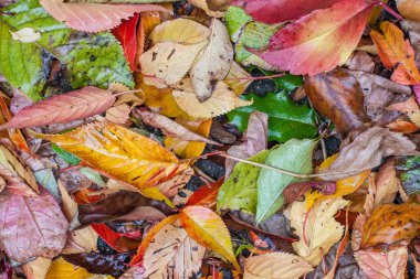 gündüz sonbahar renkli yaprakları