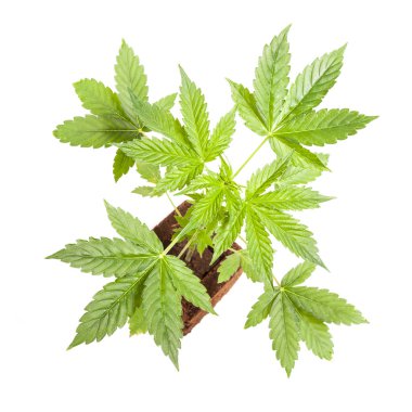 Kenevir bitki beyaz arka plan üzerinde