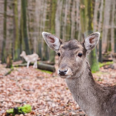 ağaçlarla çevrili ormandaki geyikler  