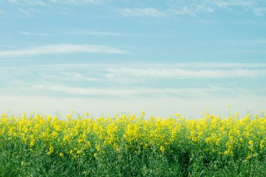 sarı gökyüzü ile yeşil alan