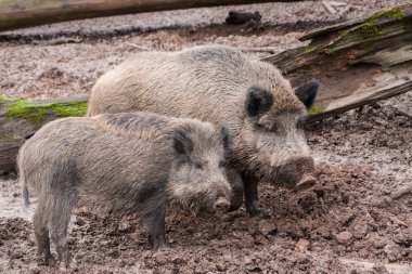 gündüz çiftlikte domuzlar