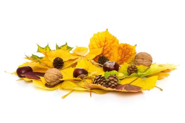 Parlak sonbahar yaprakları, fındık, koniler, beyaz arka plan üzerinde kestane