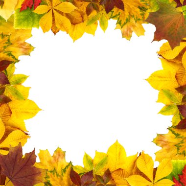 Beyaz arkaplanda parlak sonbahar yaprakları