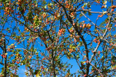 Ağaç dalı mavi gökyüzü karşı 
