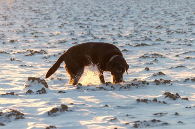 kar üzerinde şirin köpek