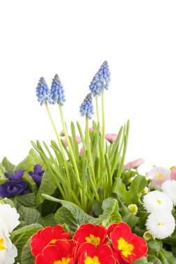 güzel taze bahar çiçekleri