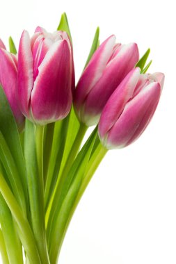 Güzel taze Lale buketi