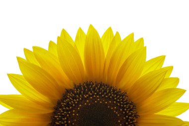 beyaz zemin üzerine çiçek açan ayçiçeği