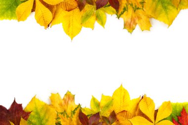 Beyaz arkaplanda parlak sonbahar yaprakları