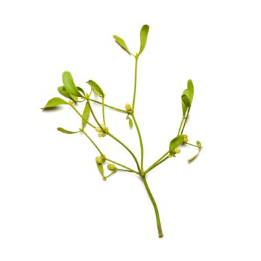 Yeşil çilek ile yeşil ağaç dalı