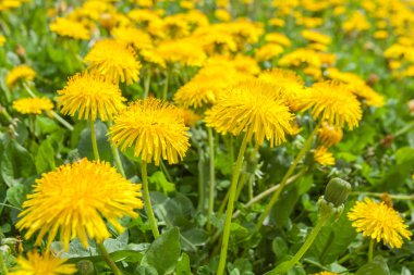 Taze sarı dandelions, görünümü kapatın