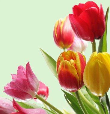 Işık arka plan üzerinde renkli Lale buketi