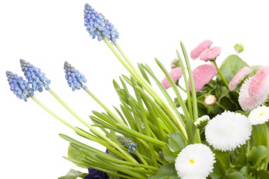 güzel taze bahar çiçekleri