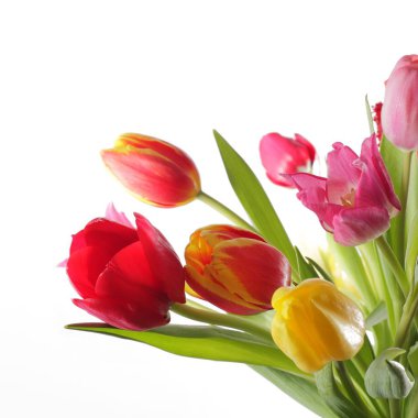 Beyaz arka plan üzerinde izole lale. Stüdyo vurdu.