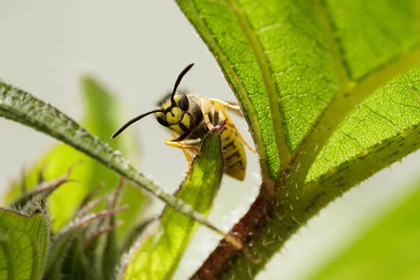 Пчела Зеленом Листе Крупным Планом — стоковое фото