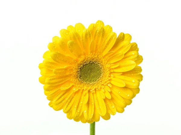 Yellow Flower Isolated White — Stock Photo, Image