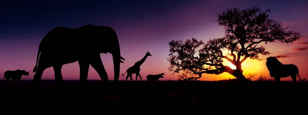 Ünlü Afrika hayvanları günbatımı siluetleri. 