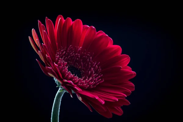 Red Flower Isolated Black — Stock Photo, Image