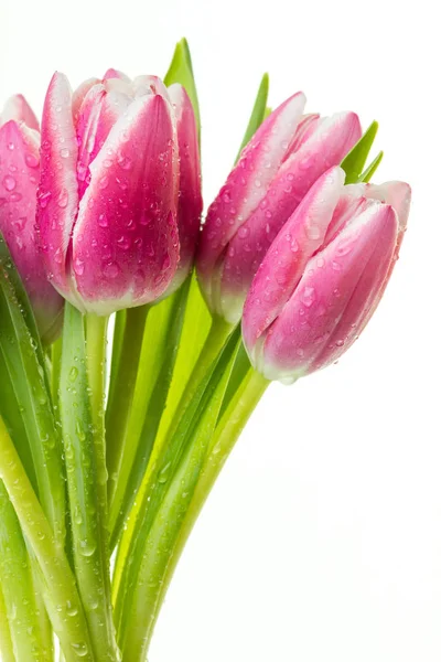 美しい新鮮なチューリップの花束 — ストック写真