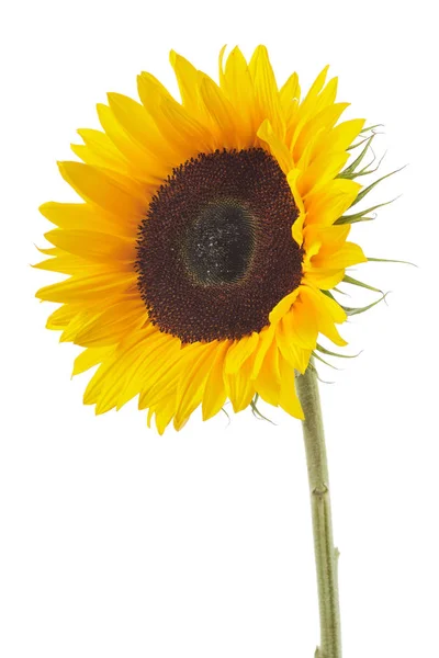 Blooming Sunflower White Background — Stock Photo, Image