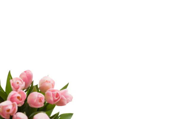 Tulpen Isoliert Auf Weißem Hintergrund Studioaufnahme — Stockfoto