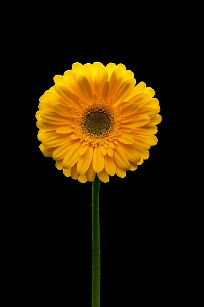 Yellow Flower Isolated Black — Stock Photo, Image
