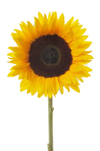 Blooming Sunflower White Background — Stock Photo, Image