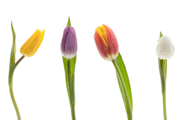 Tres Brillantes Tulipanes Frescos — Foto de Stock