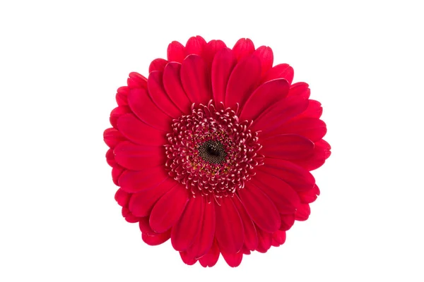 Red Flower Isolated Black — Stock Photo, Image