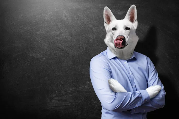 köpek başı ile mavi gömlekli işadamı