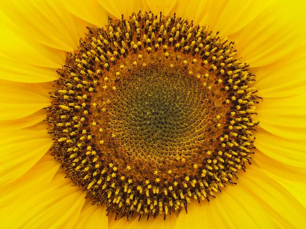 Blooming sunflower on white background