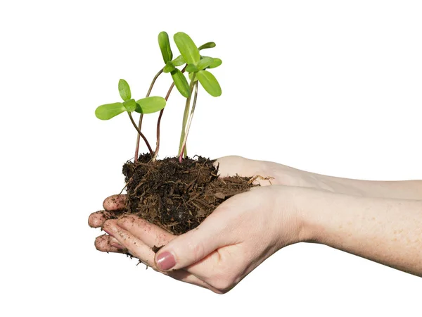 Mãos Mulher Segurando Pequena Planta Vaso Crescente — Fotografia de Stock