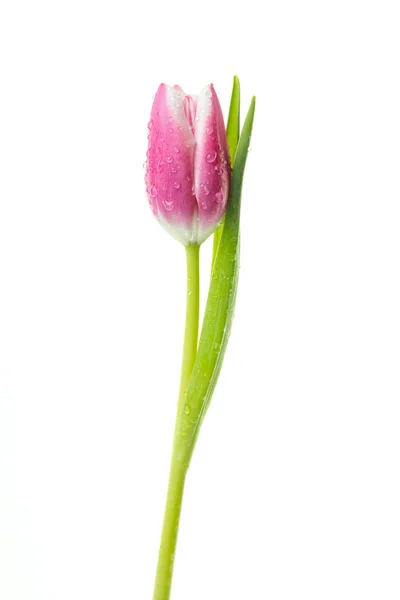 Pasqueflower Isolated White Background — Stock Photo, Image