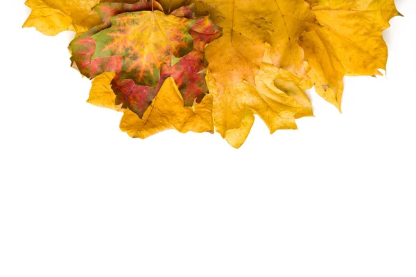 Folhas Outono Amarelo Fundo Branco — Fotografia de Stock